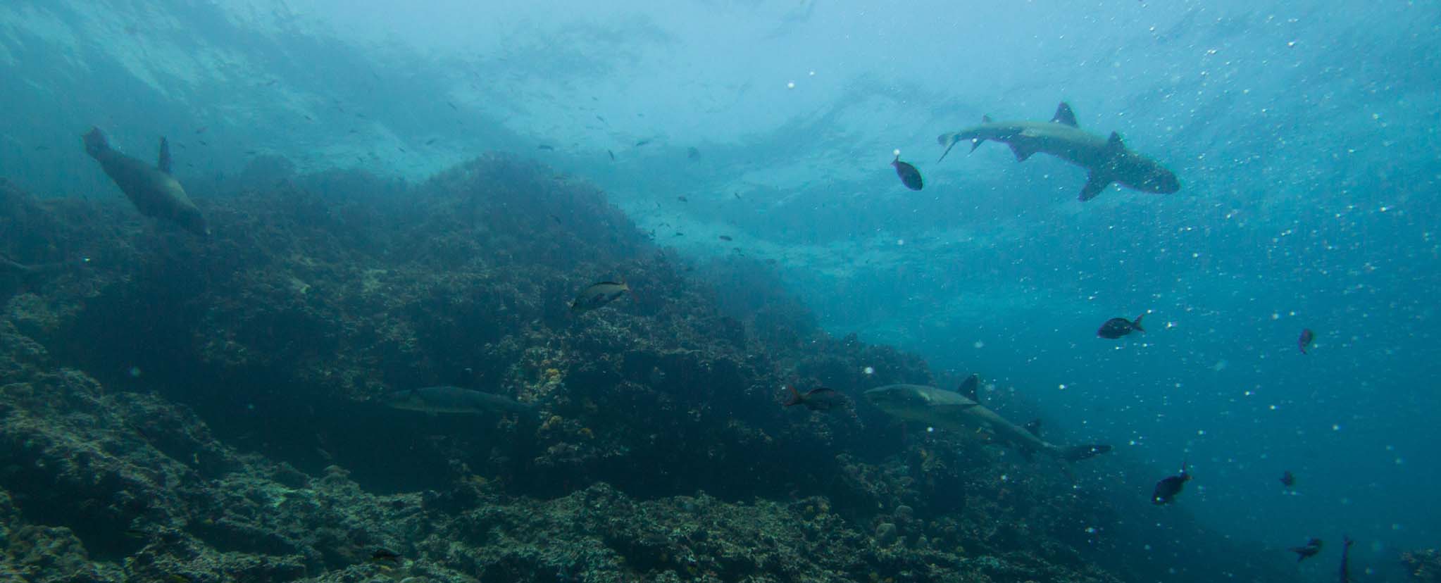 Galapagos marine wildlife Galapagos marine wildlife