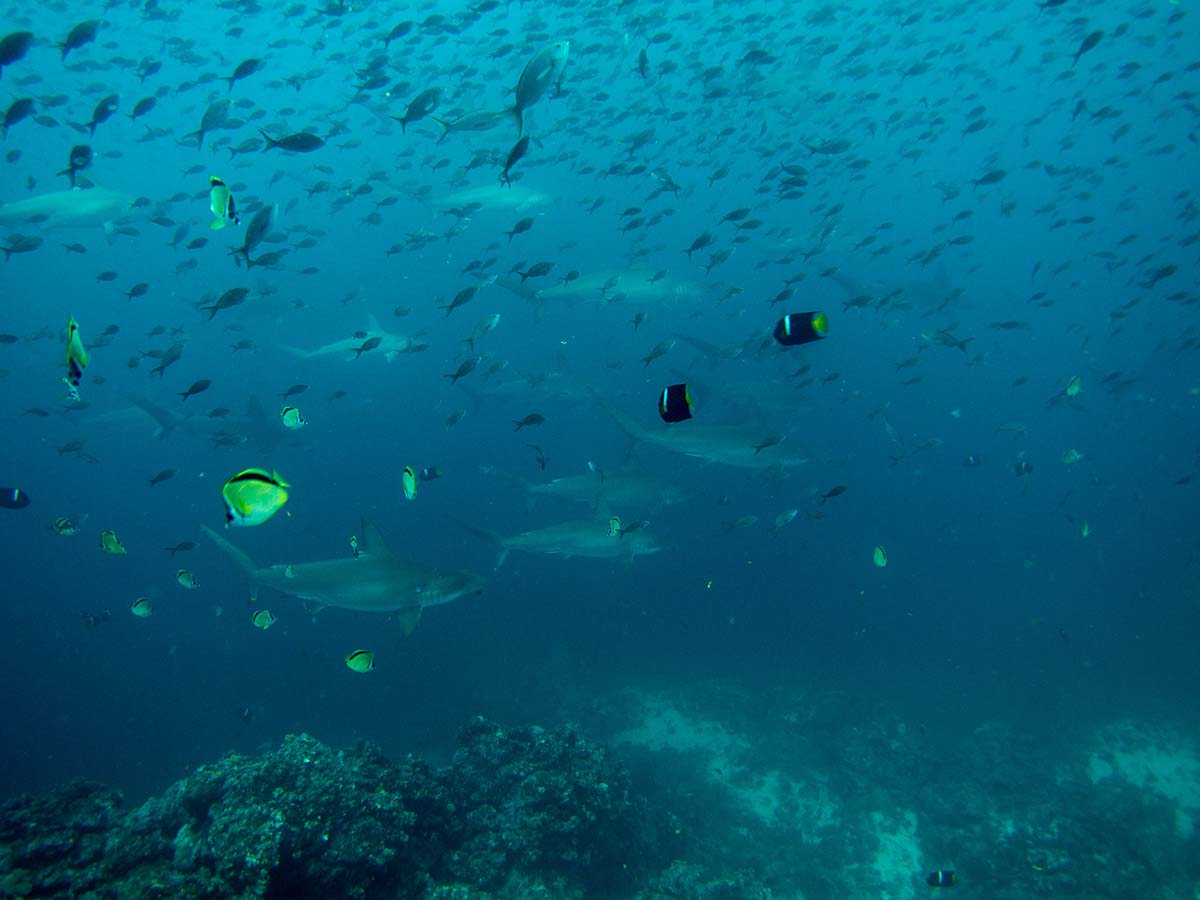 Galapagos sharks Galapagos sharks