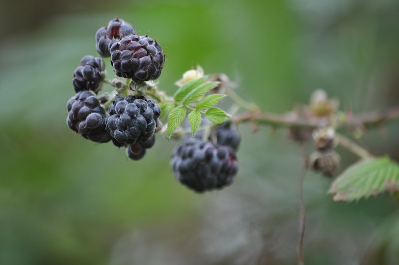 Galapagos blackberry Galapagos blackberry