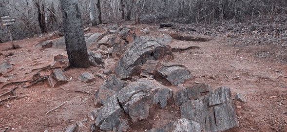Puyango forest Puyango forest