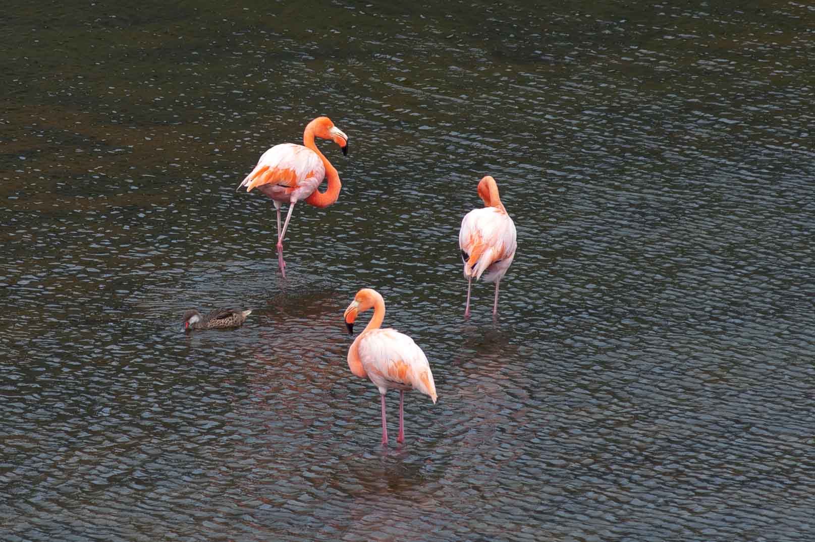 Flamingos
