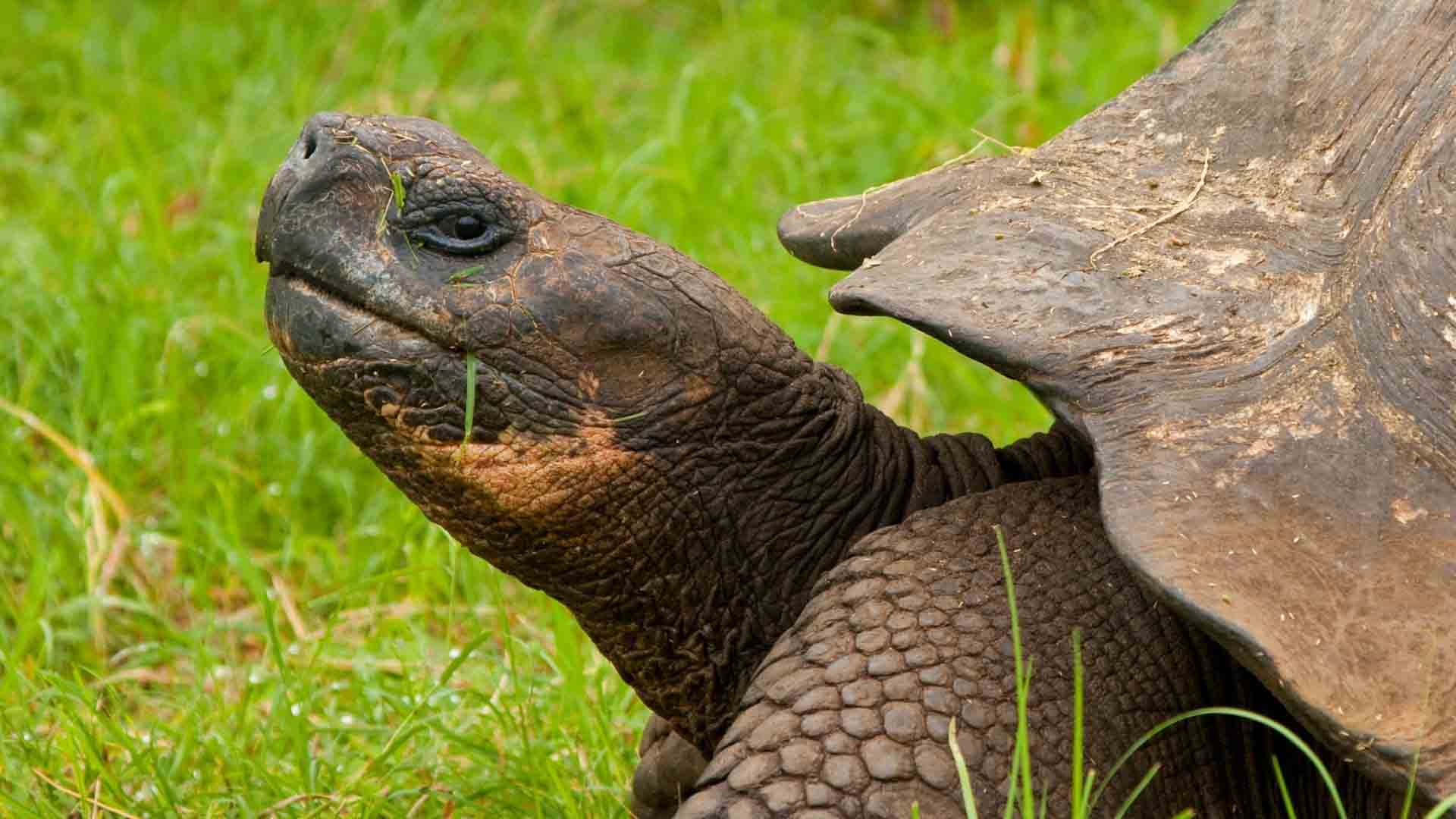 Galapagos giant tortoise