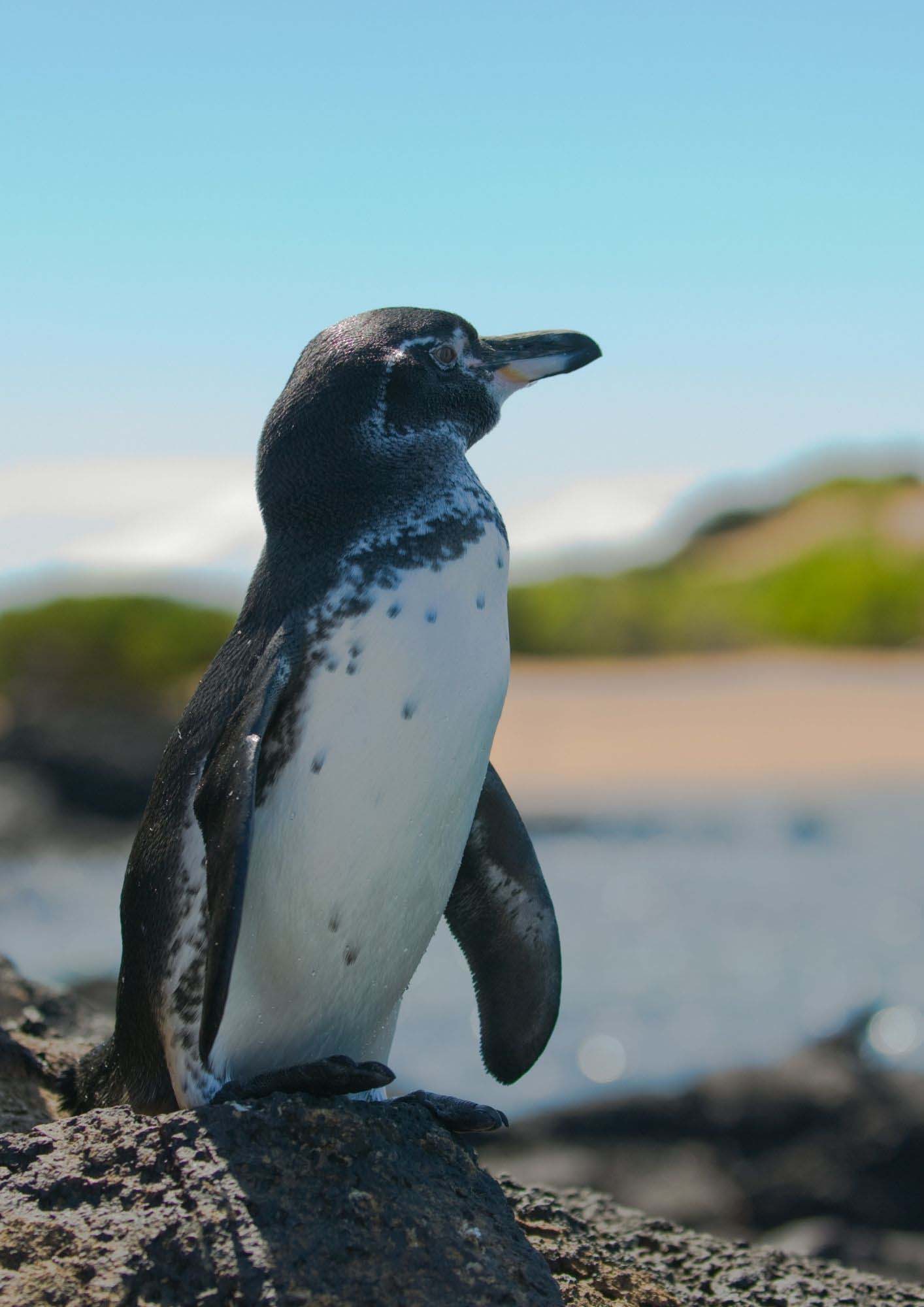 Galapagos penguins