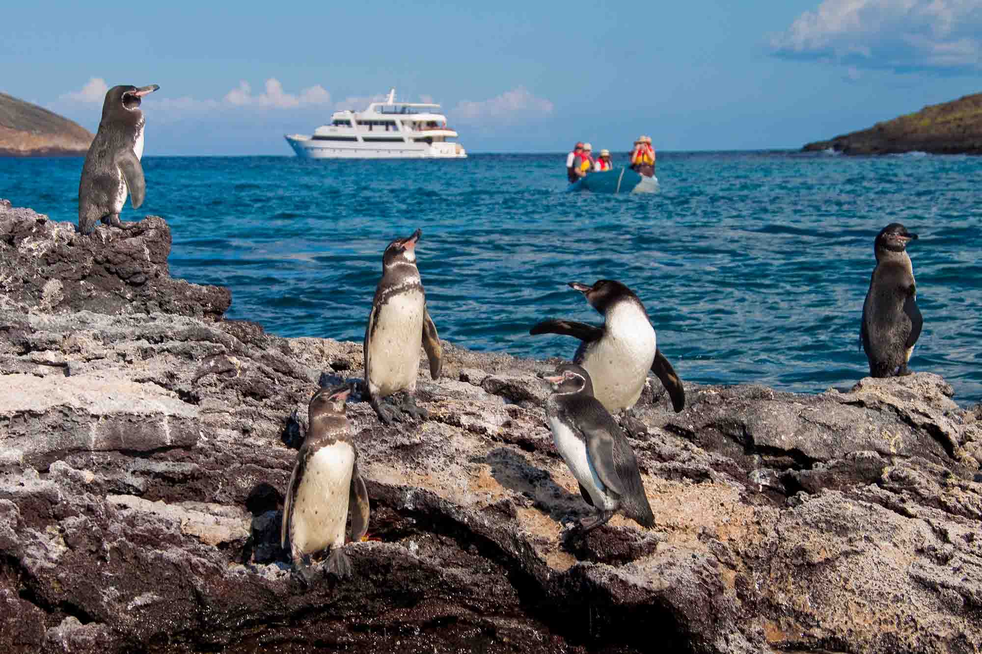 Galapagos penguins