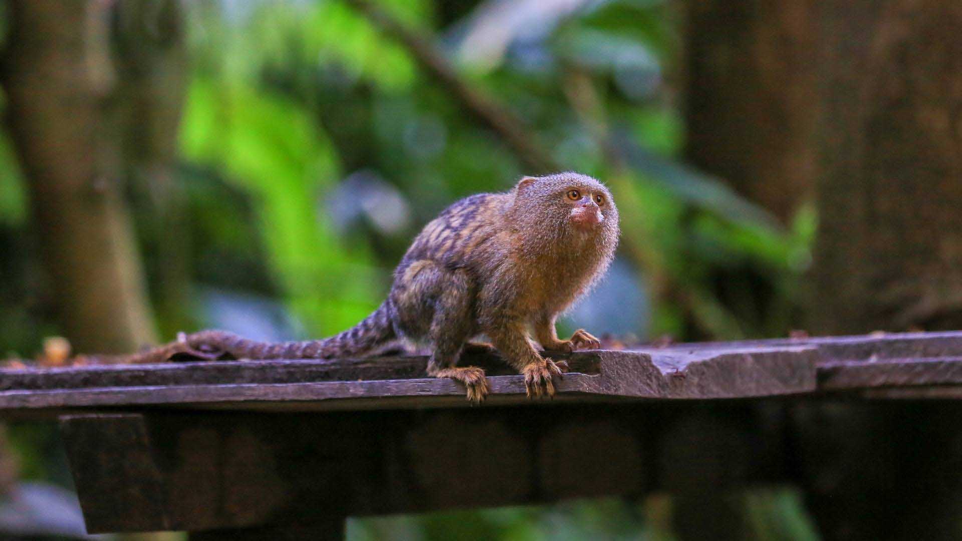 Iquitos - Amazon peru