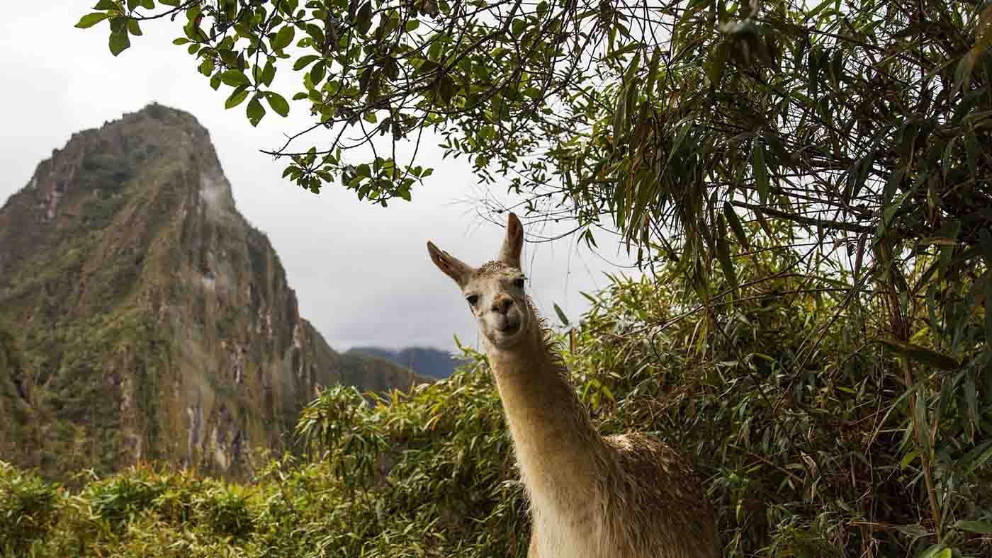 Cusco - Llama