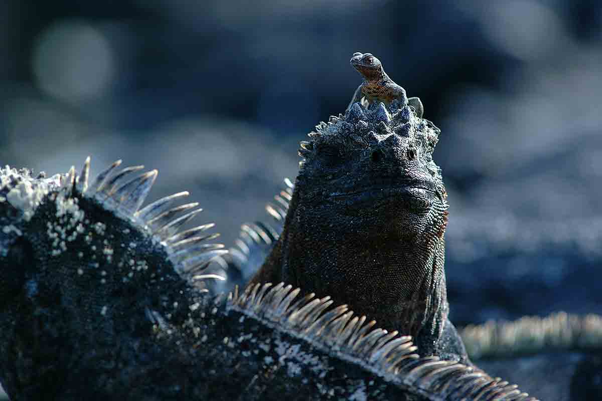 Fernandina - Marine iguana