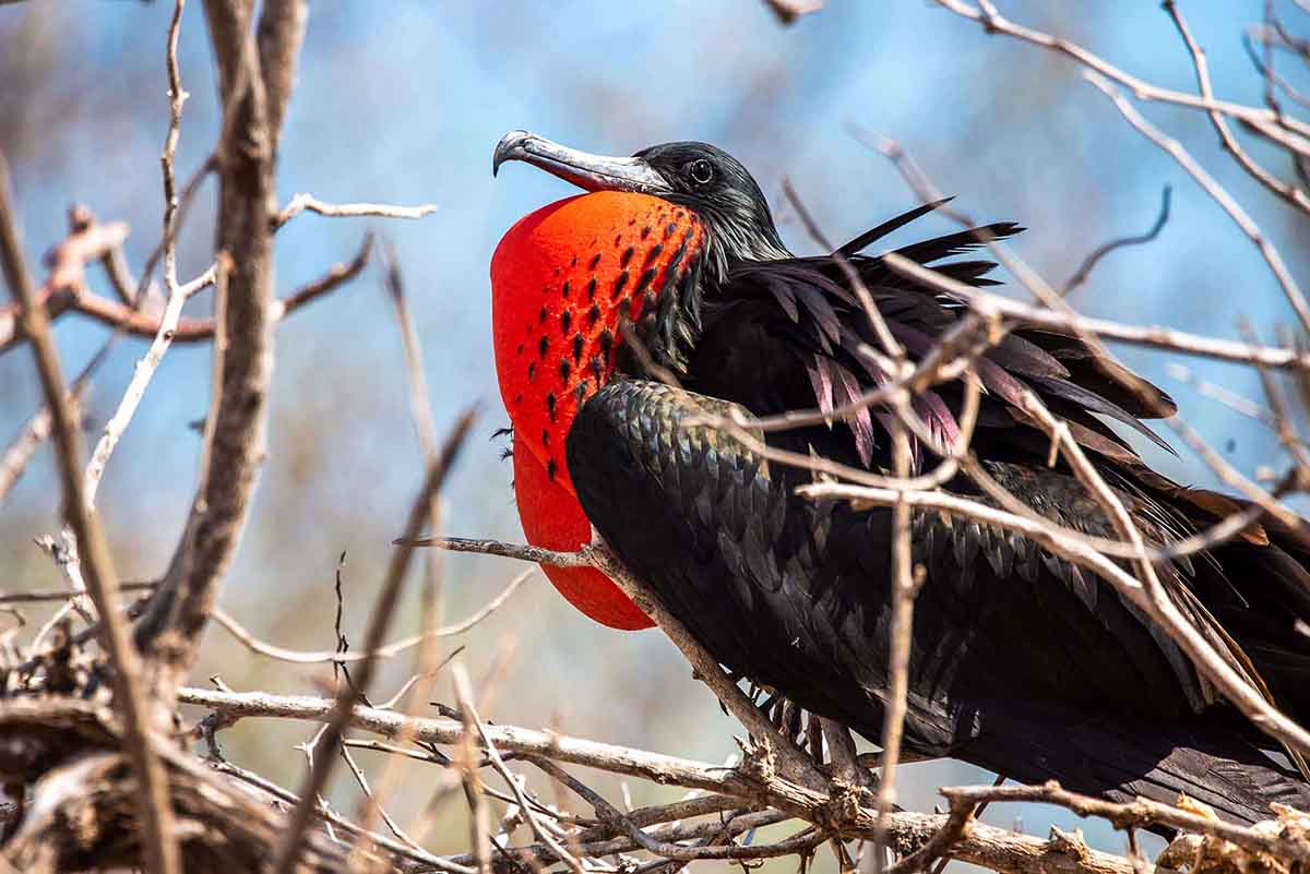 Genovesa - Frigate bird
