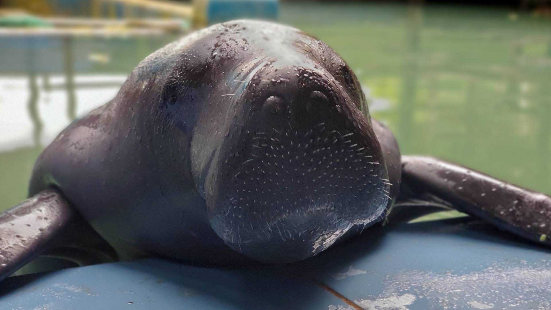 Amazonian manatee