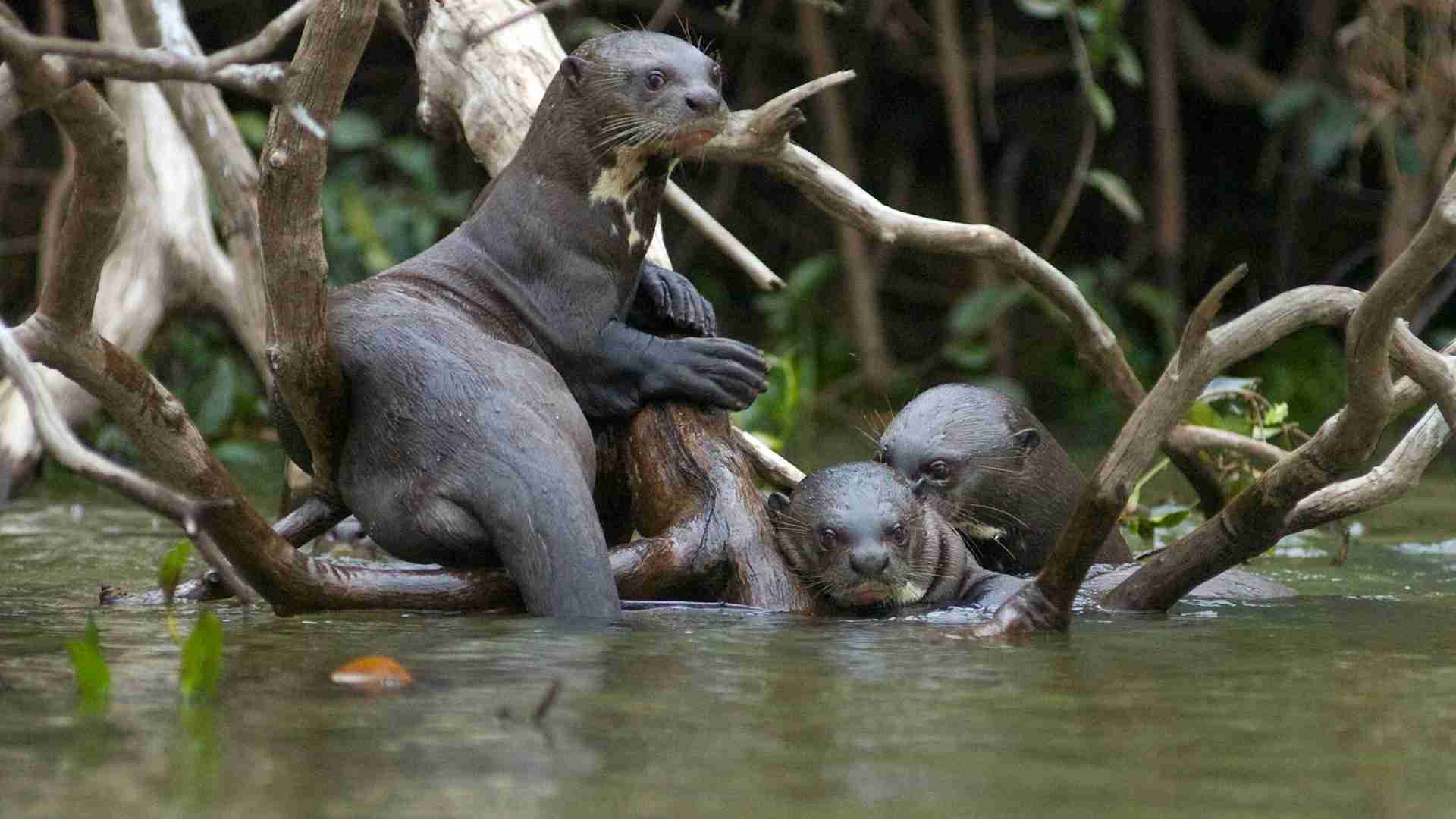 Nutria Gigante