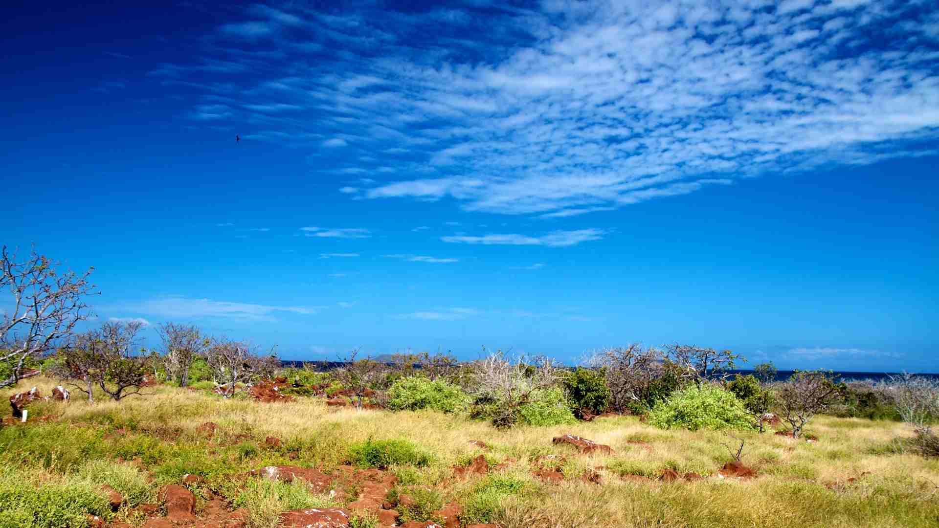 Turtles trail | Galápagos