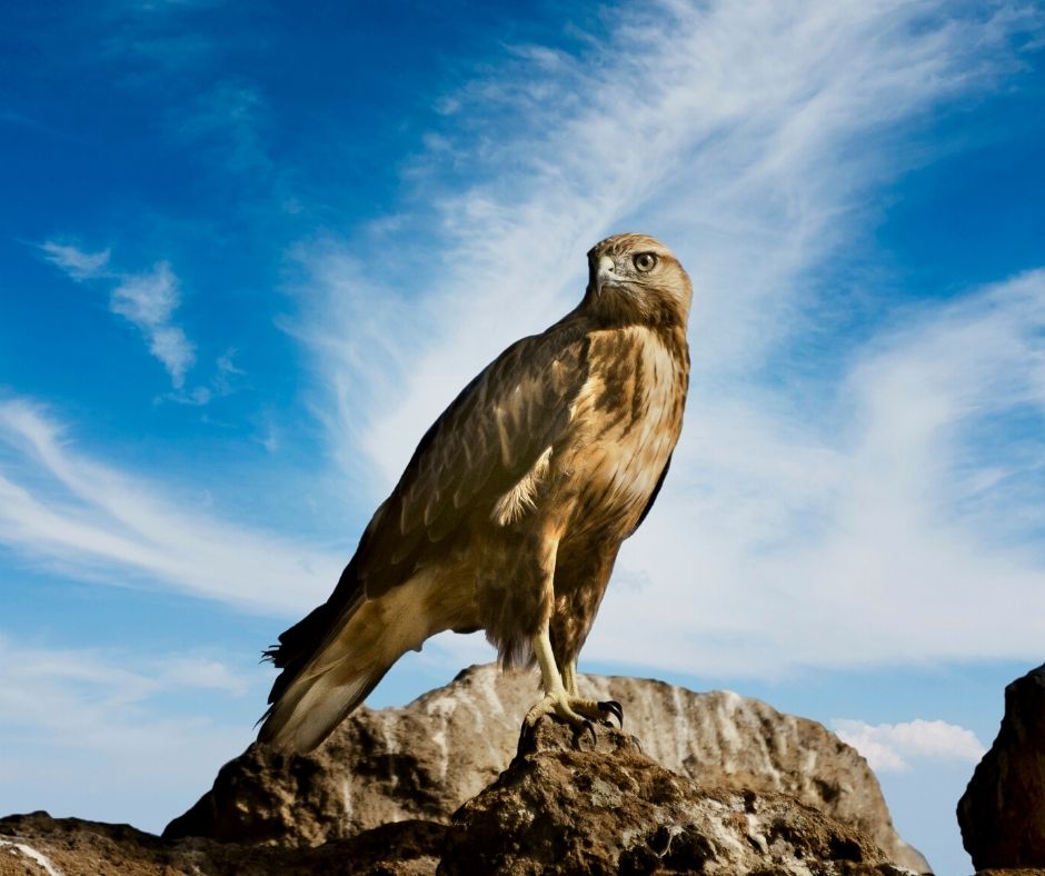 Galapagos hawks
