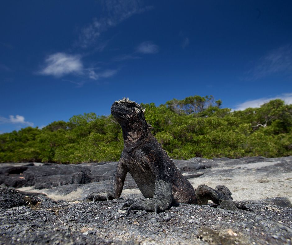 Marine iguanas