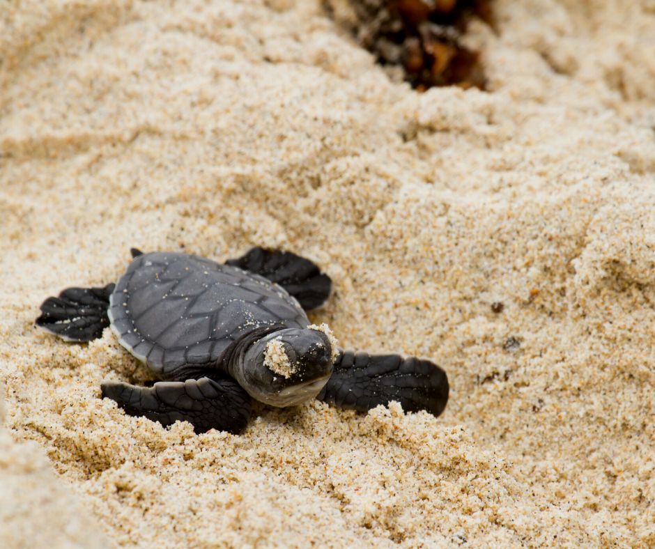 Sea turtles
