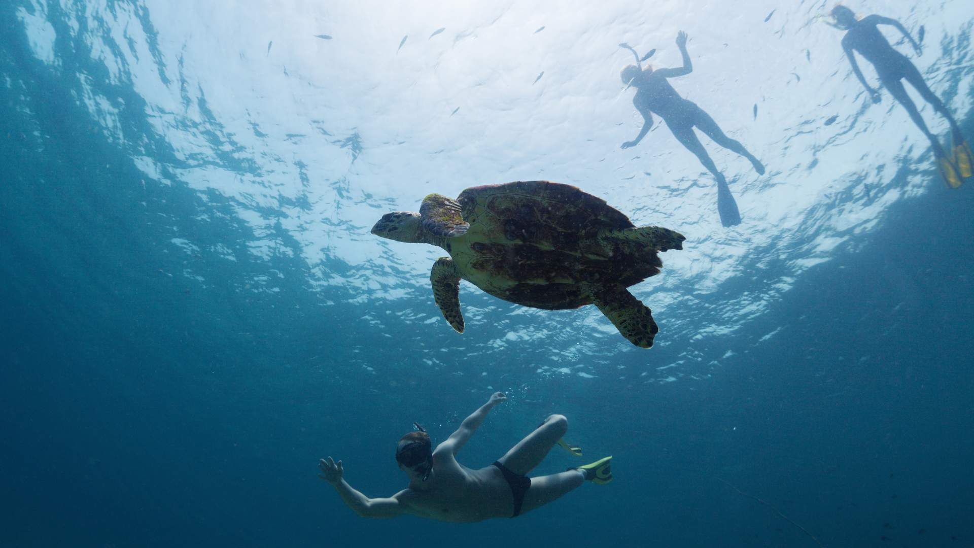 Snorkeling