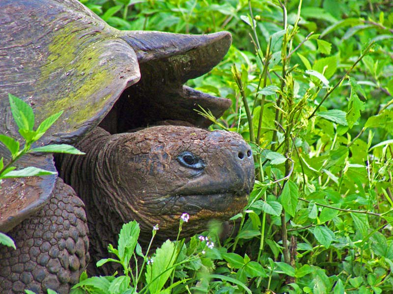 Galapagos Giant tortoise