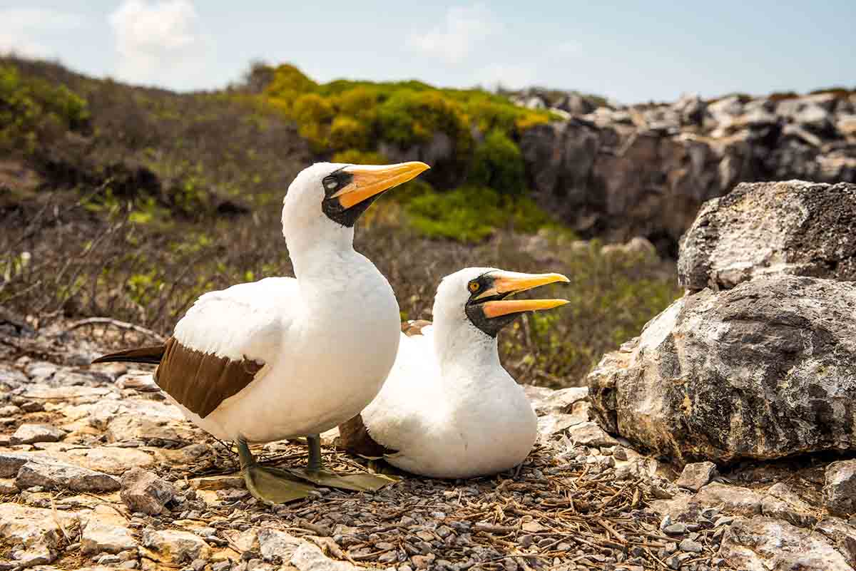Albatros