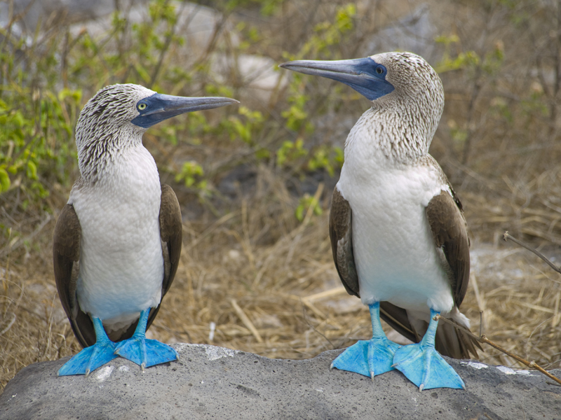 Blue-footed boobies Blue-footed boobies