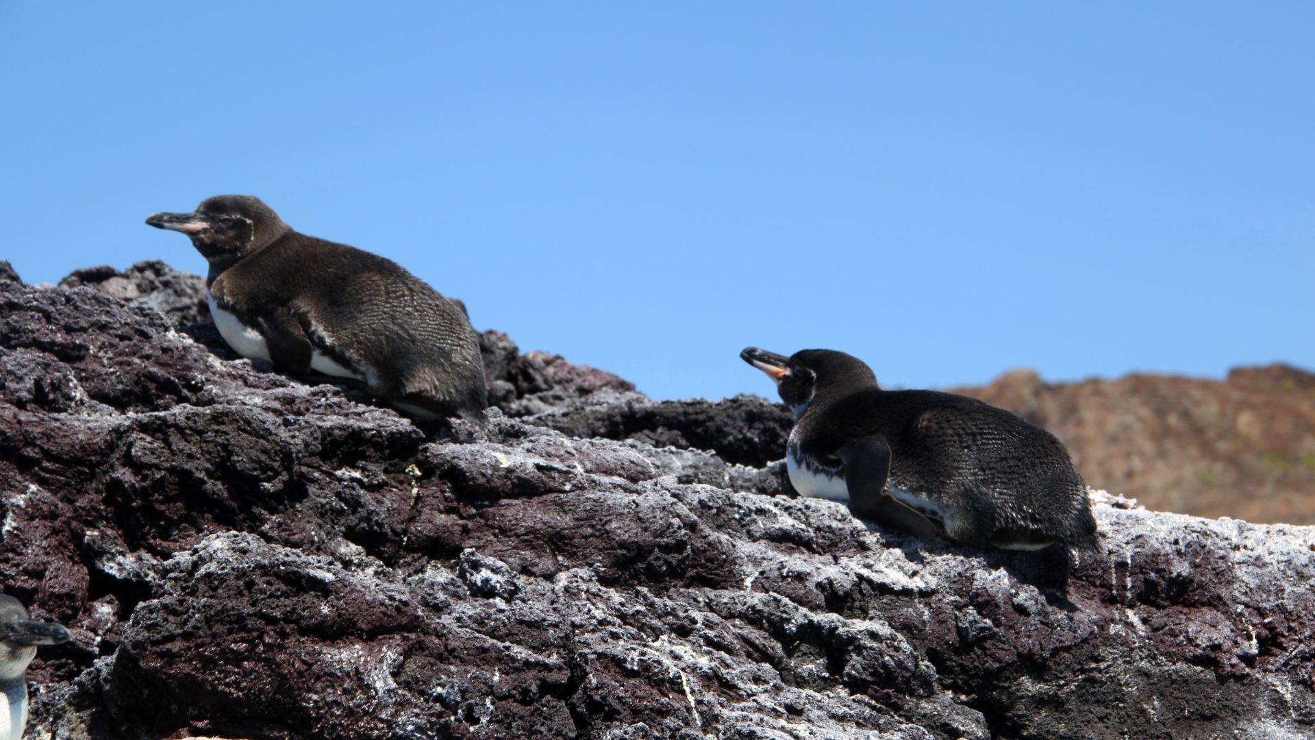 Chinese hat | Galapagos Penguins