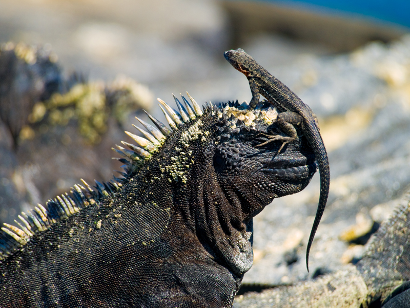 marine iguana
