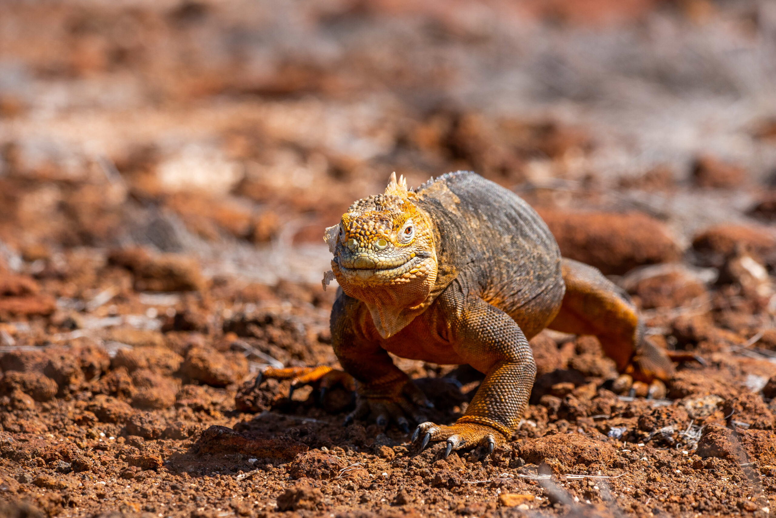 iguana 