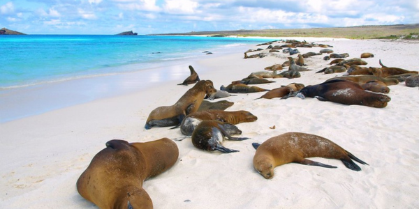 Galápagos Cruise & Machu Picchu Expedition 11D/ 10N | Soutn America Tours