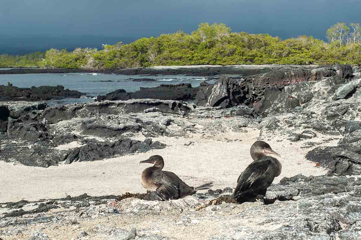 Flightless Cormorant - Galapagos