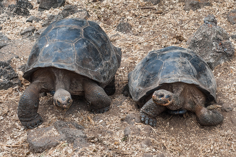 Galapaguera