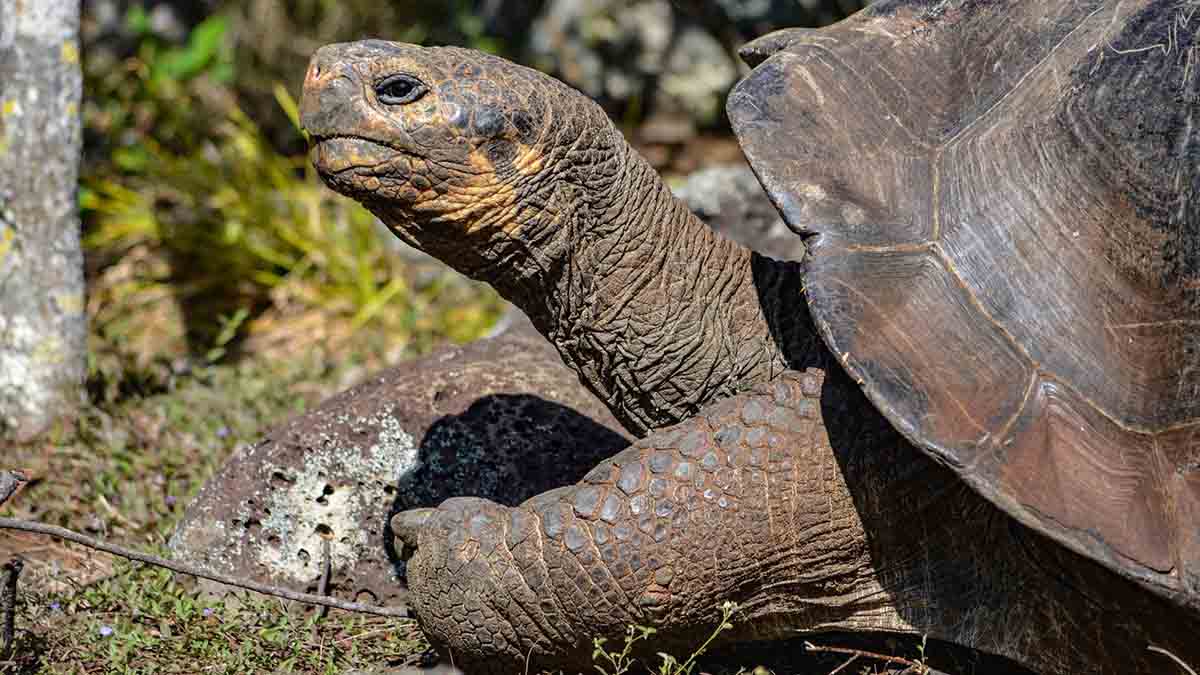 Galapaguera