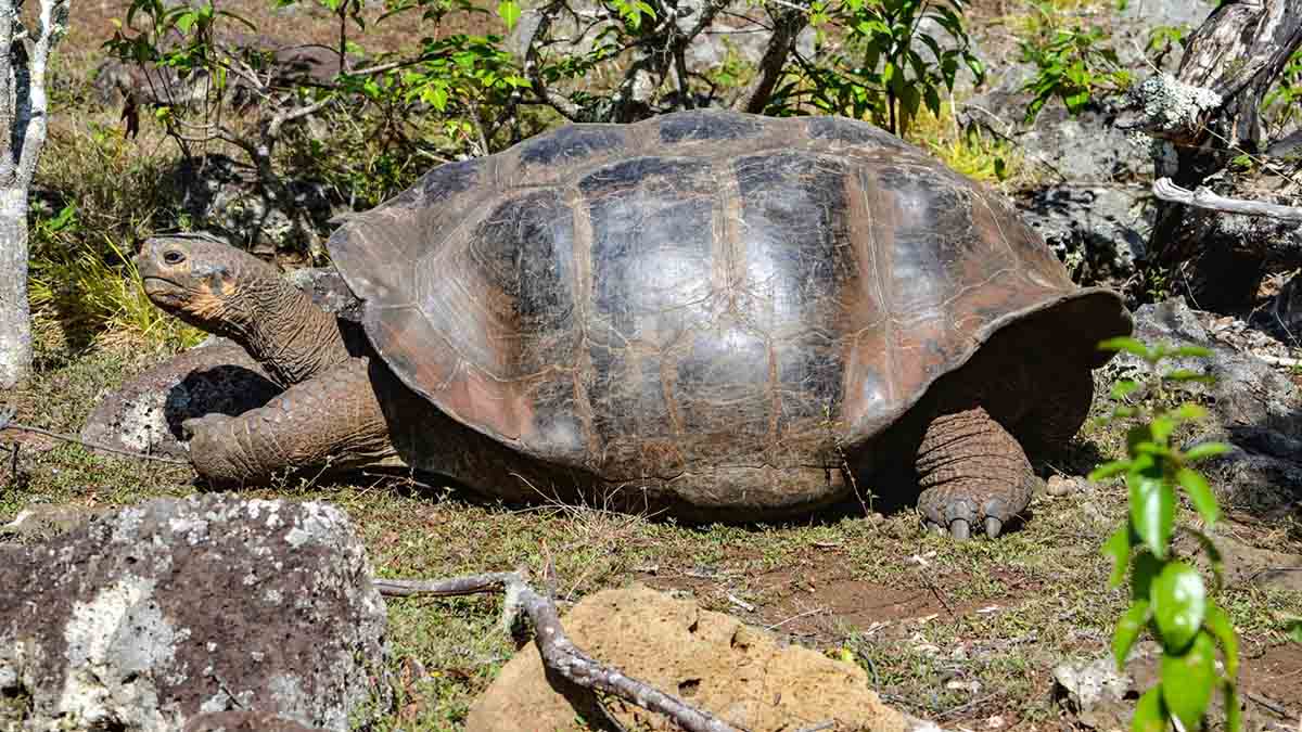 Galapagos giant tortoise