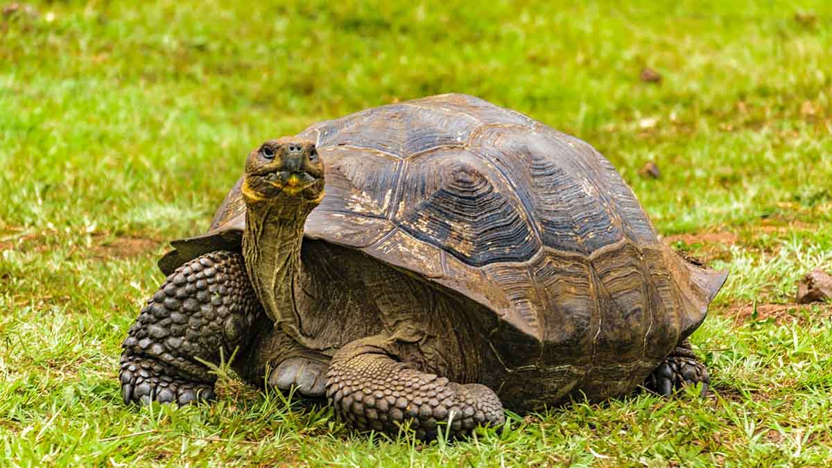 Giant Tortoise