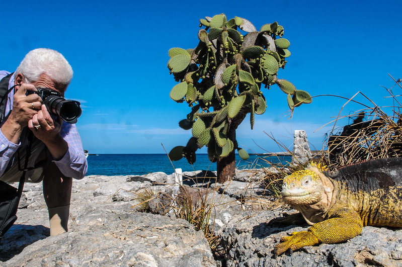 Iguana pothography