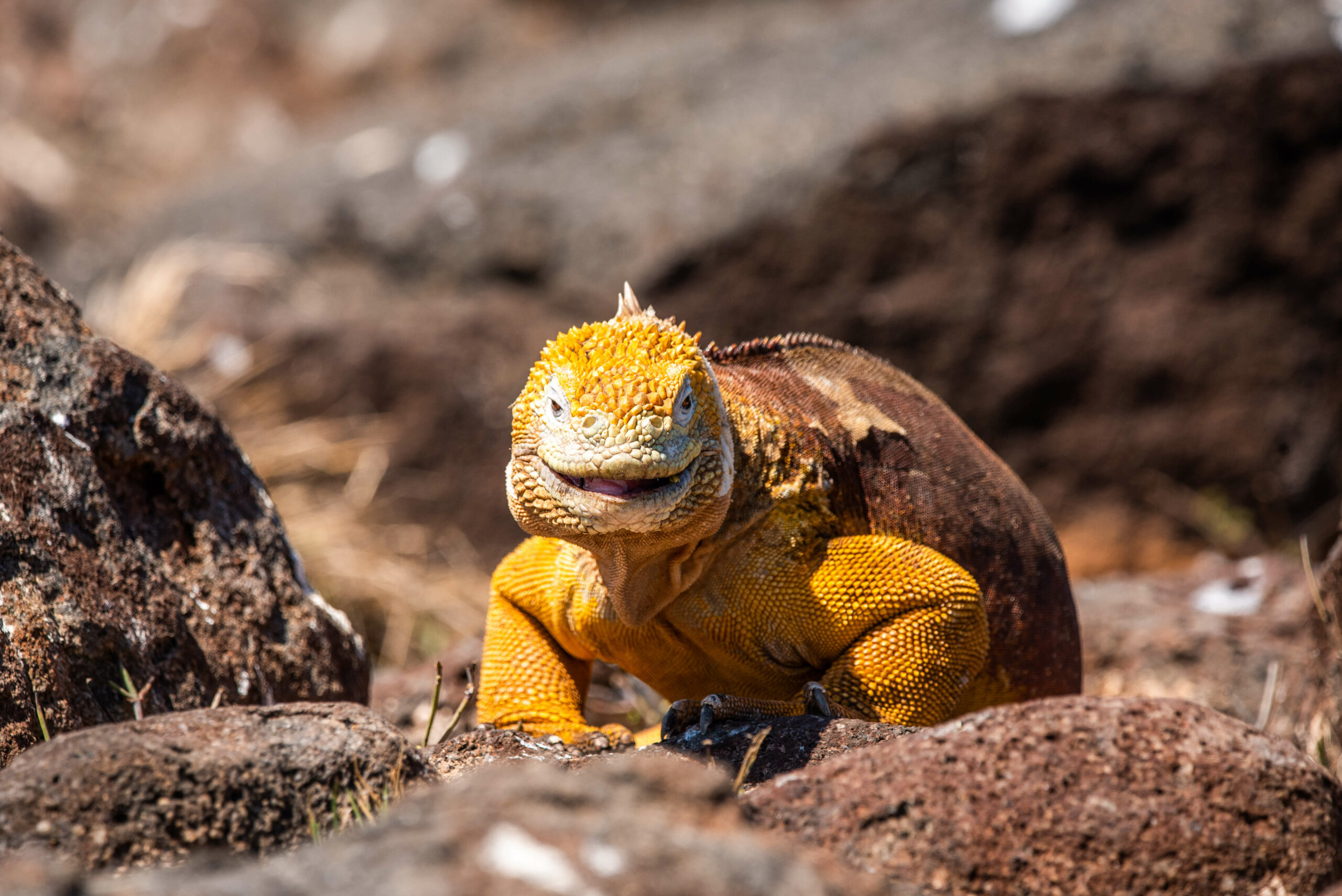 Iguana terrestre