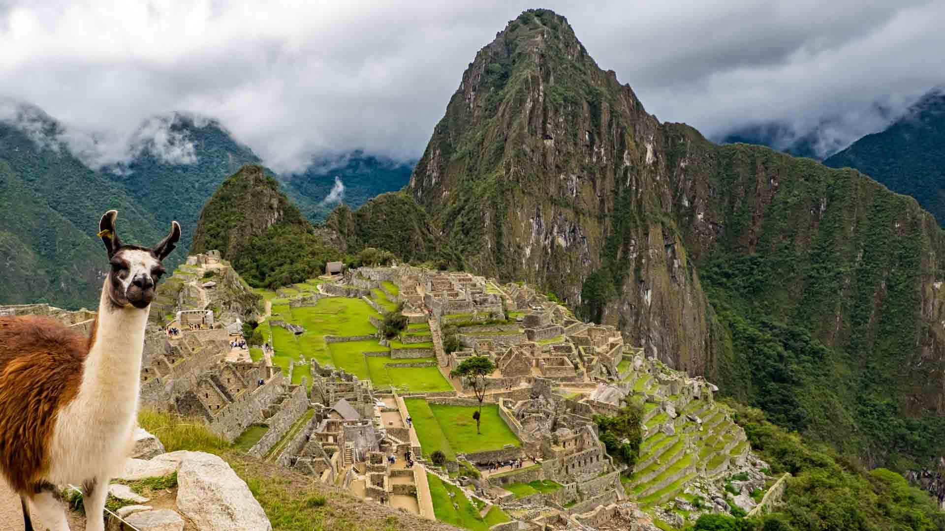 Llama in the Machu Picchu