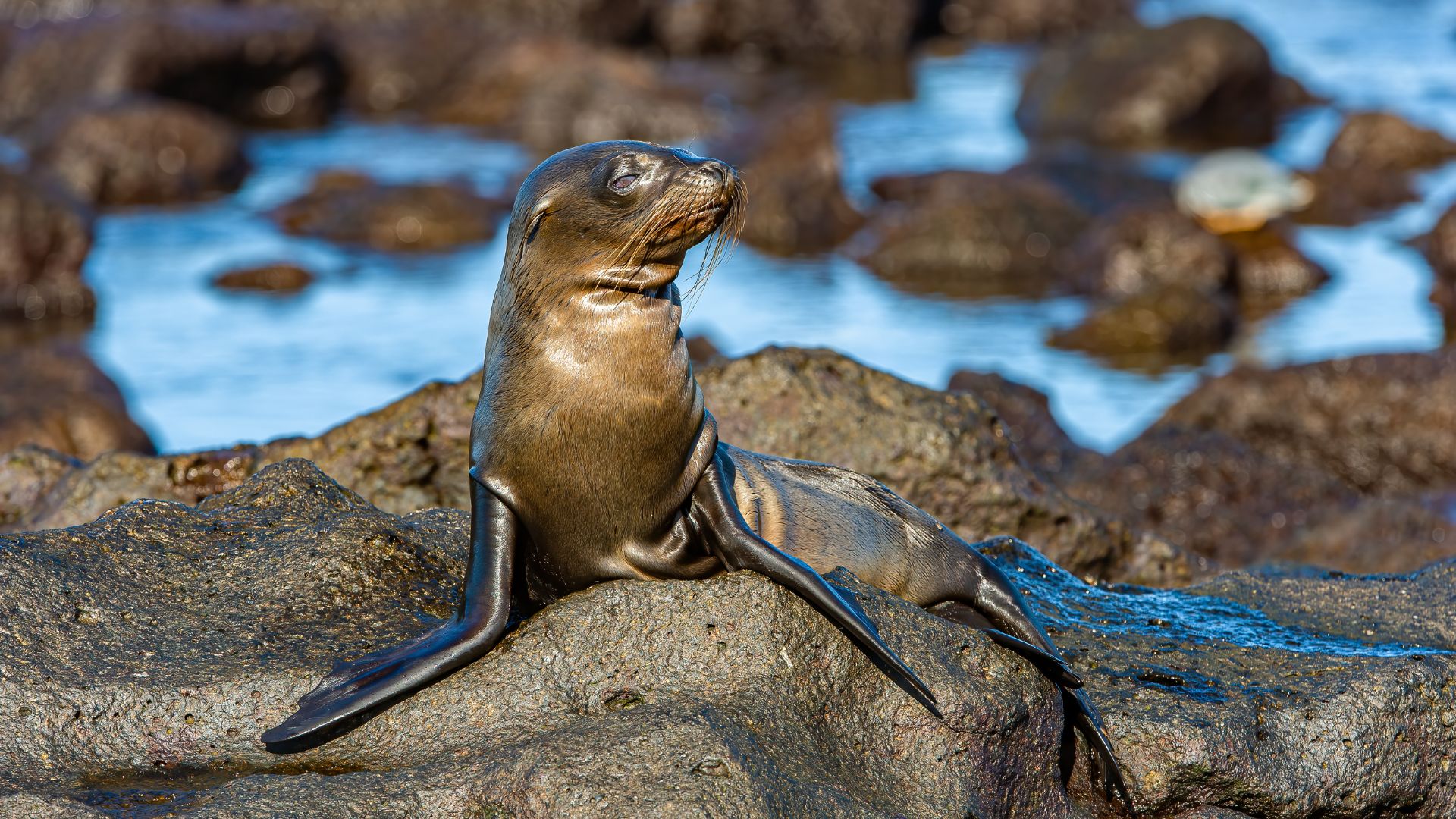 Mosquera islet | Galapagos sea lion