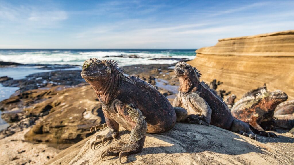 Puerto Egas - Marine Iguana - Galapagos Islands Puerto Egas - Marine Iguana - Galapagos Islands