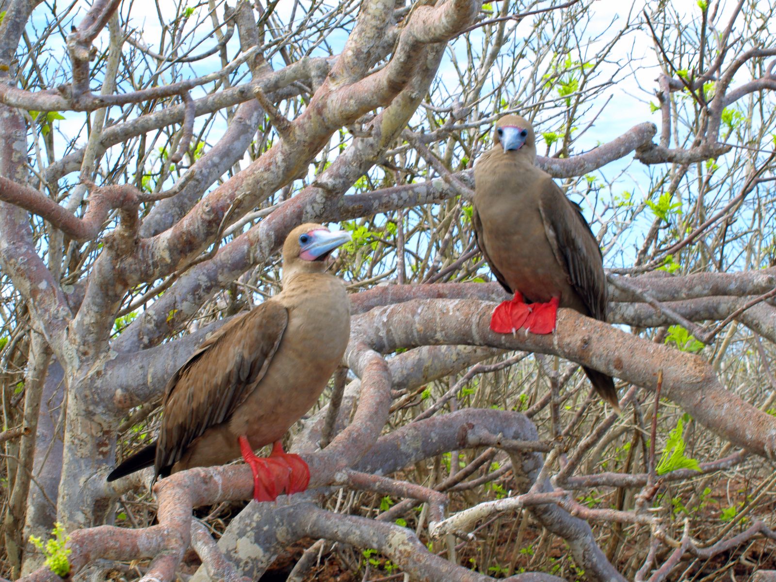 Red Footed Boobies