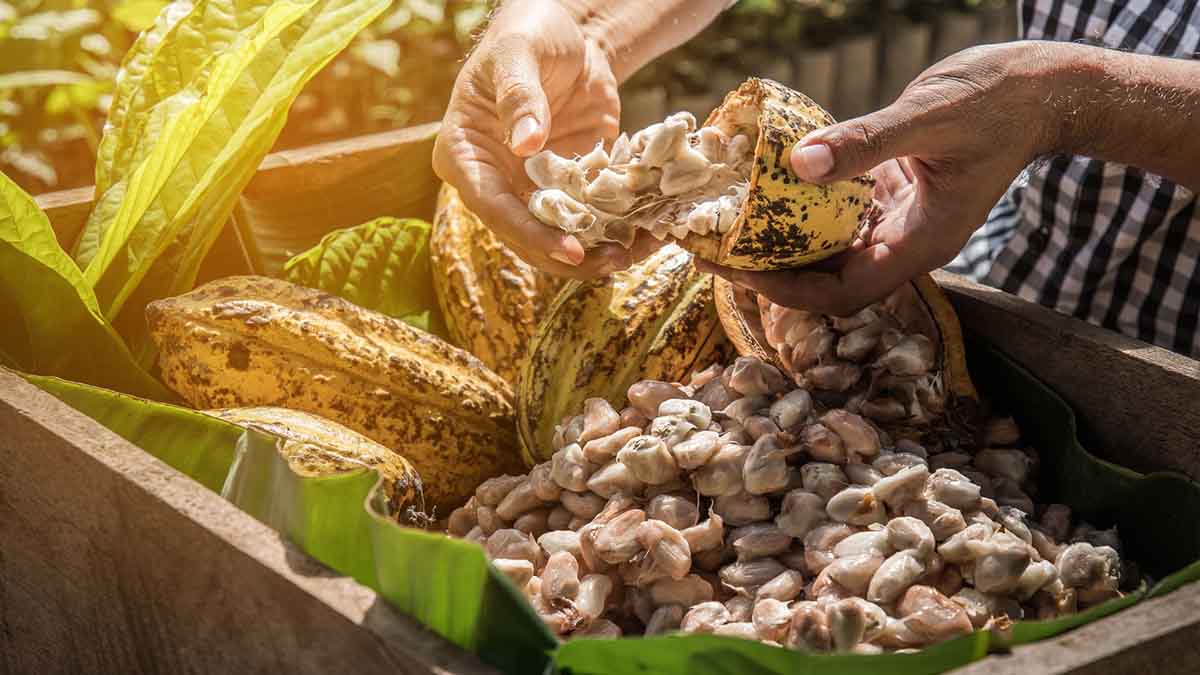 Cacao