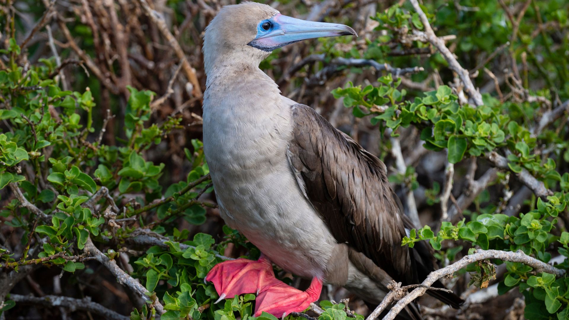 red footed boobies 