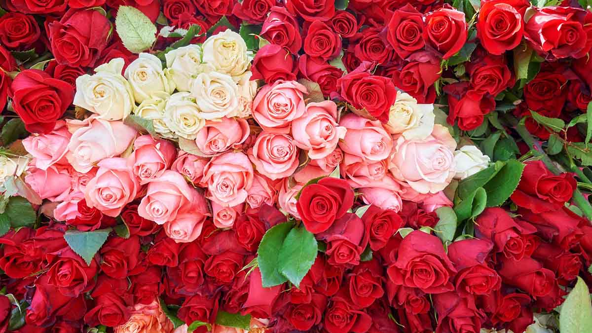 stack of roses