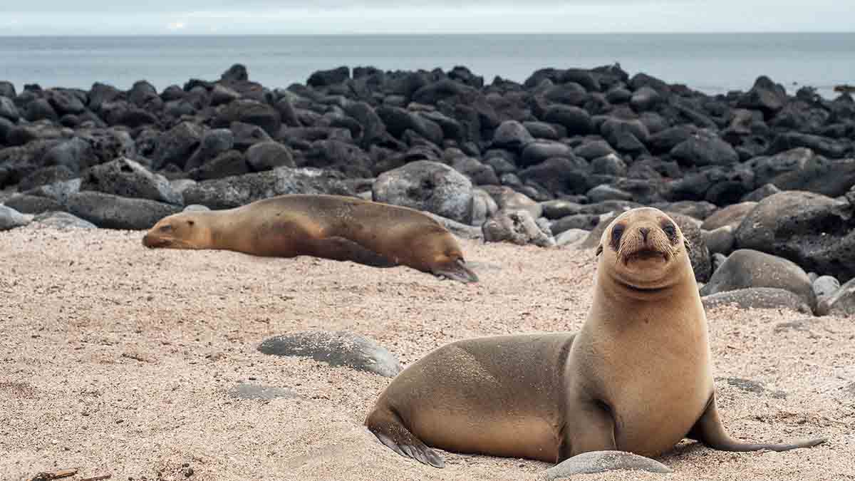 sea lions