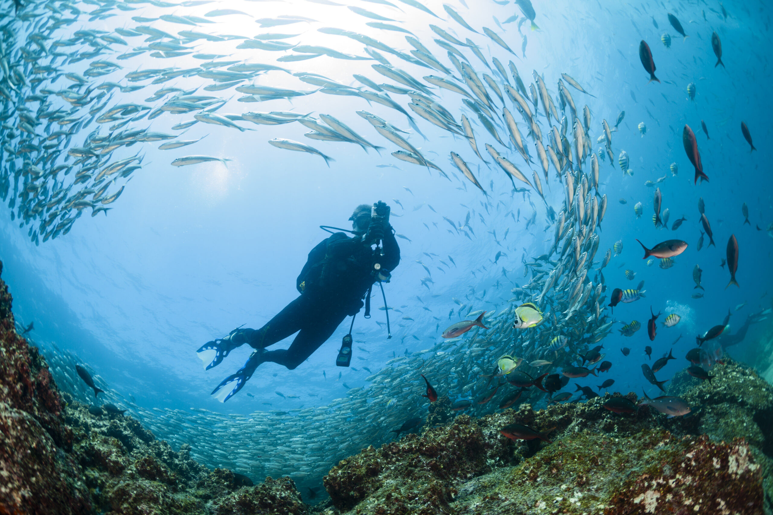 watch Galapagos fishes 