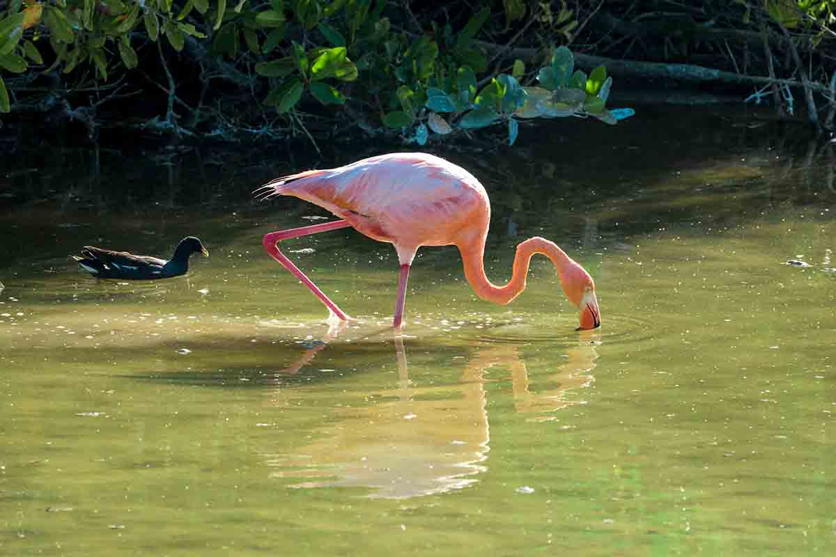 Flamingo