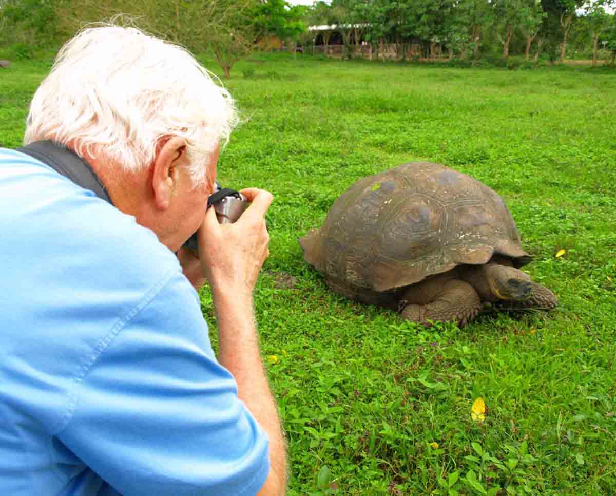 giant tortoise