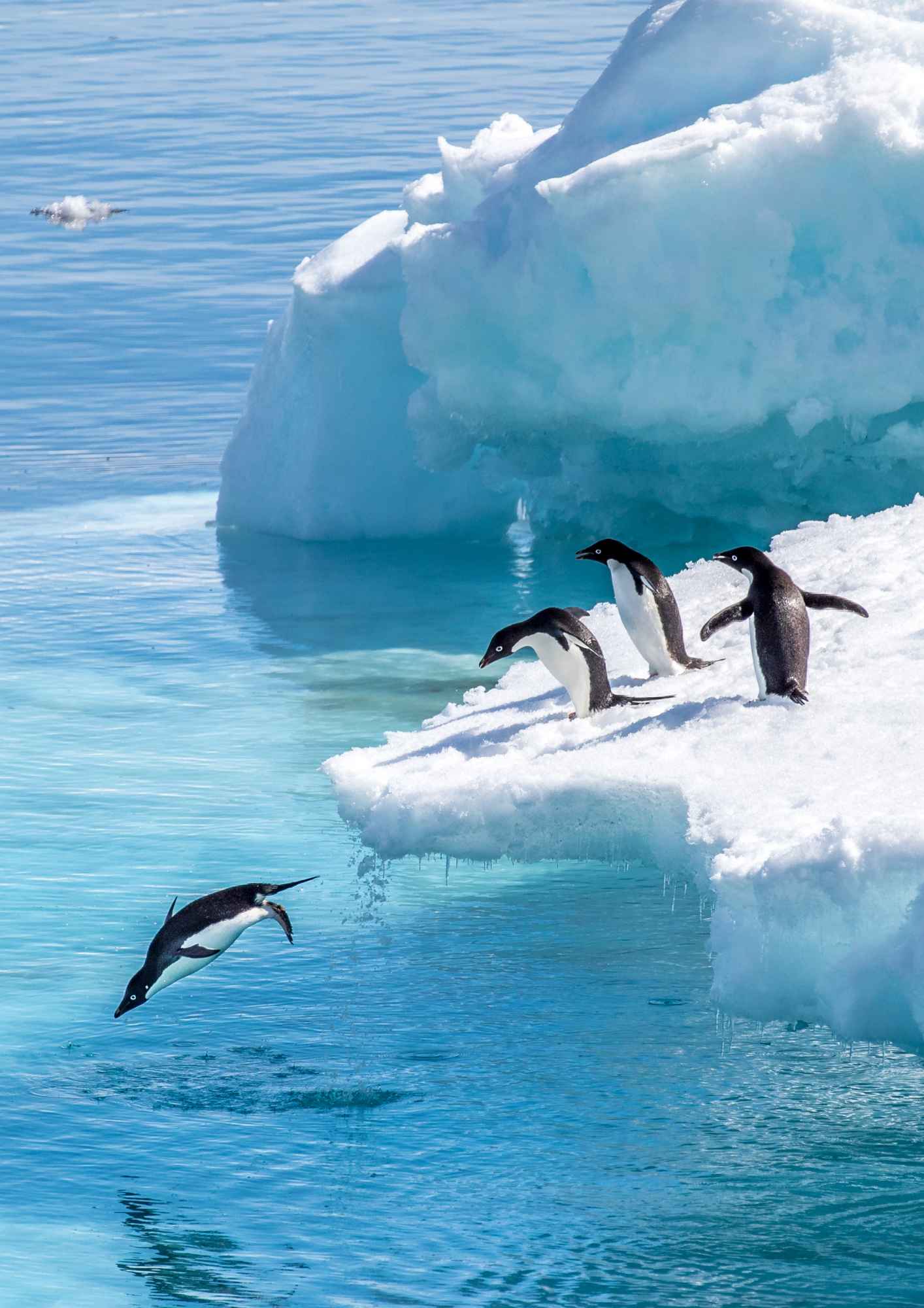 Antarctica penguins | Tours