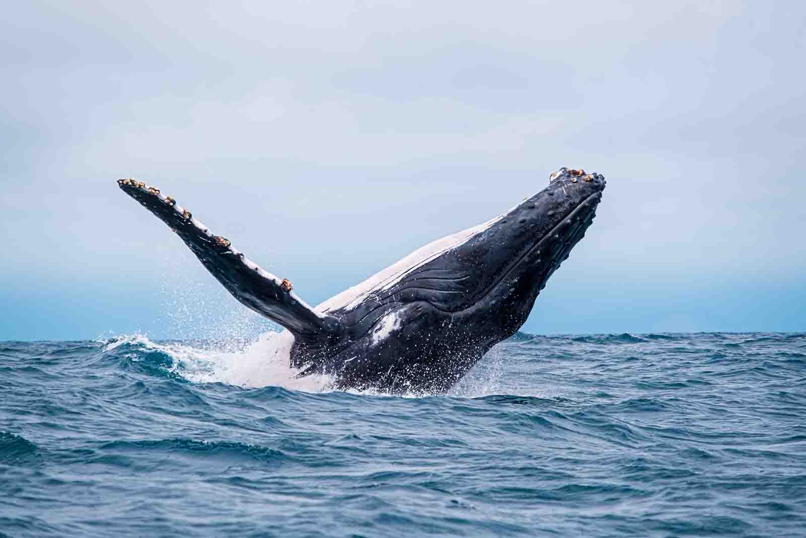 Humpback Whale | Ecuador & Galapagos Islands