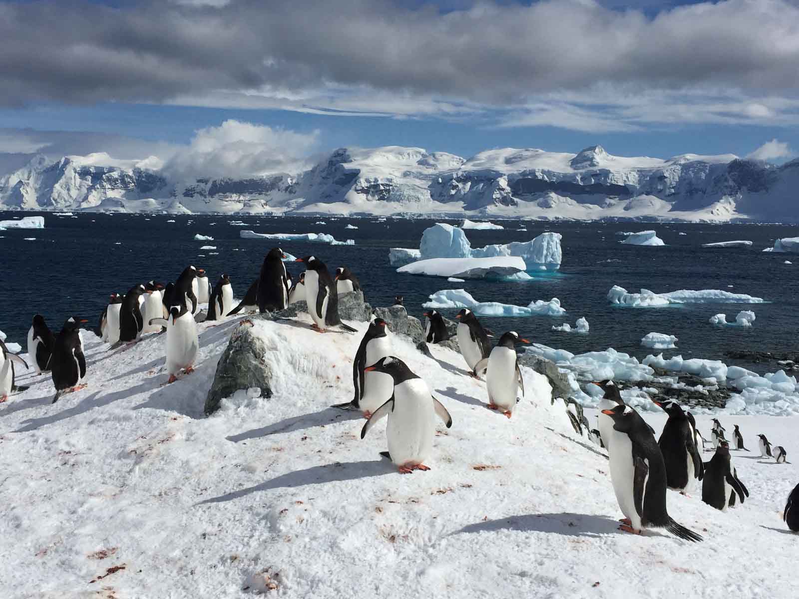 Penguins