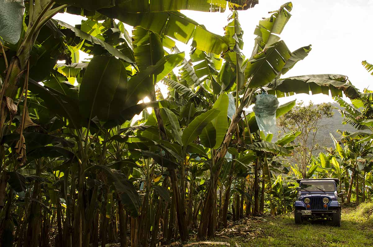 Coffe Experience | The Coffe Region | Colombia