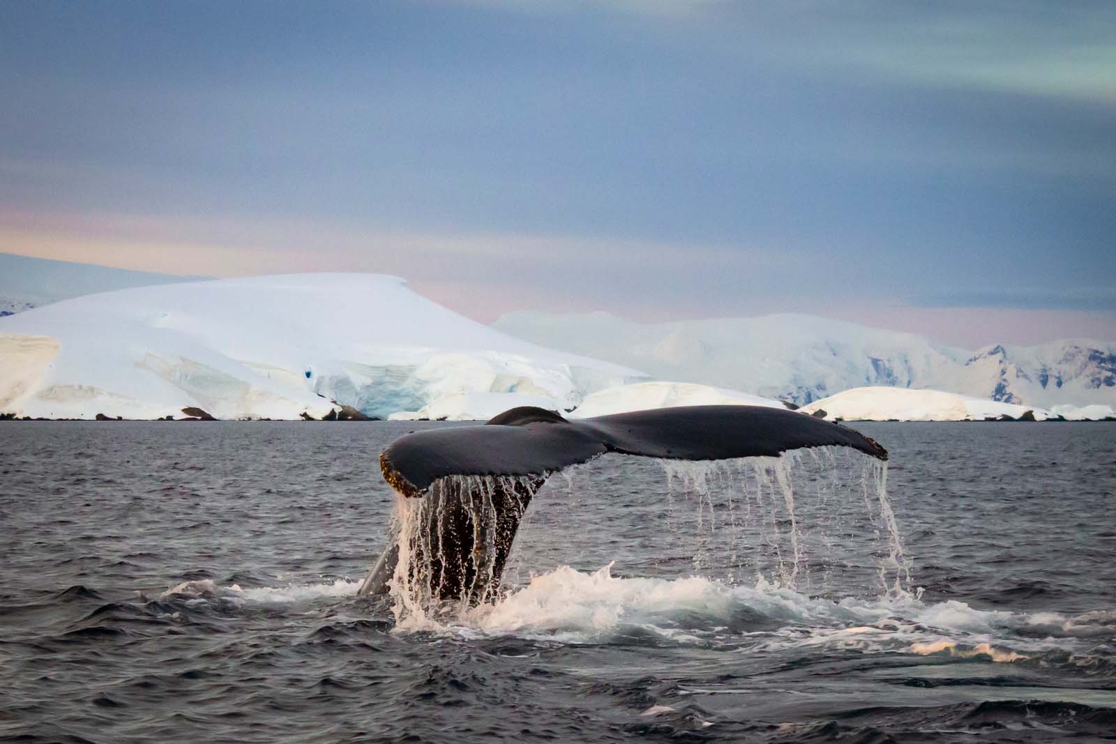 Whale in Antarctica