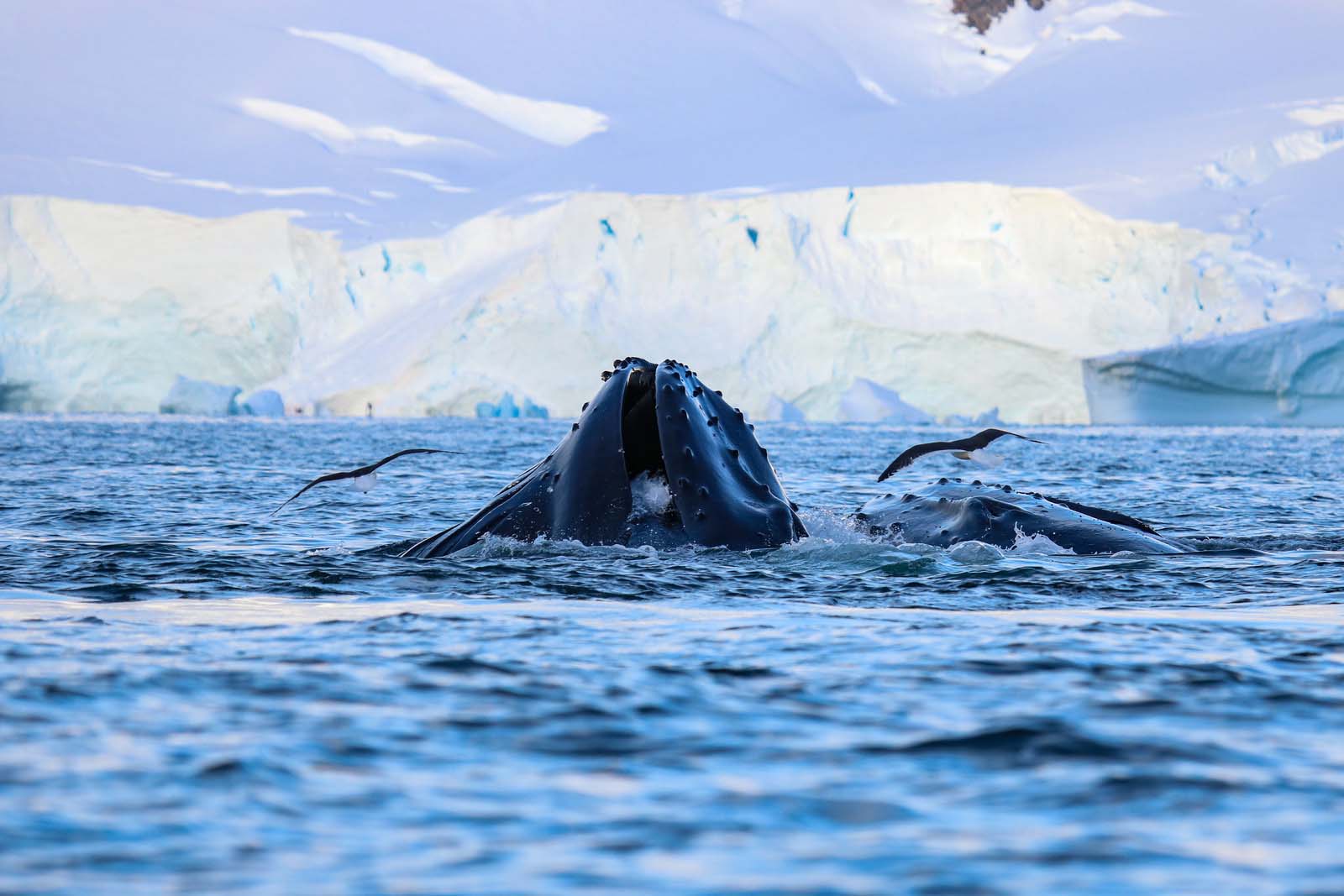 Humpback whale | Antarctic peninsula